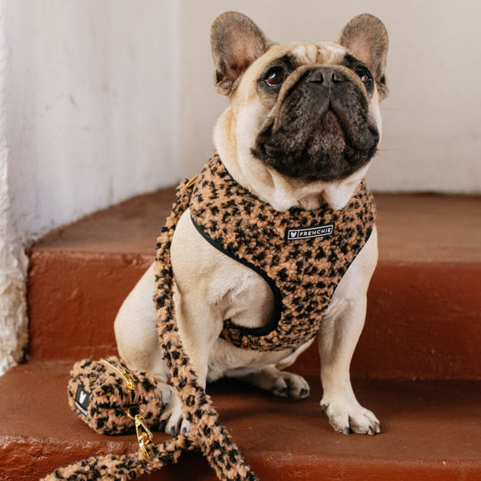 Frenchie Duo Reversible Harness - Teddy Leopard