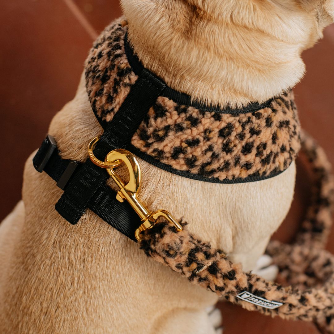 Frenchie Duo Reversible Harness - Teddy Leopard