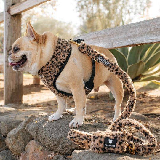 Frenchie Comfort Leash - Teddy Leopard