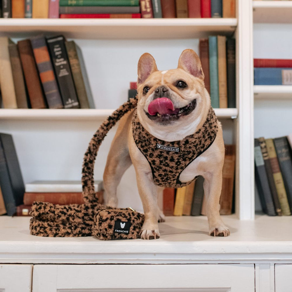 Frenchie Duo Reversible Harness - Teddy Leopard