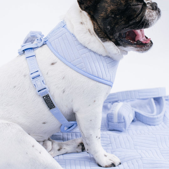 Frenchie Duo Reversible Harness - Terry- Blue