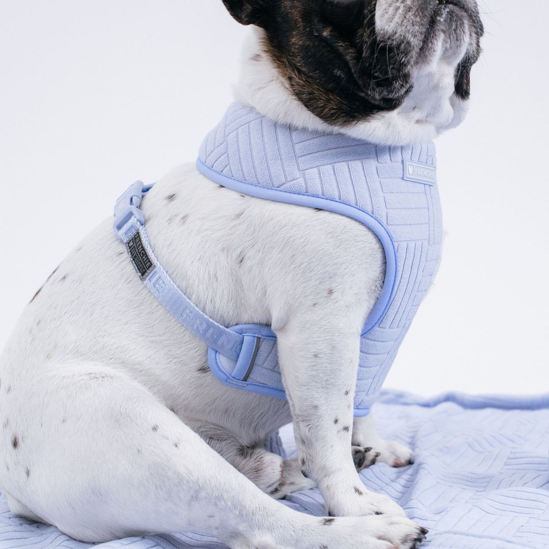 Frenchie Duo Reversible Harness - Terry- Blue