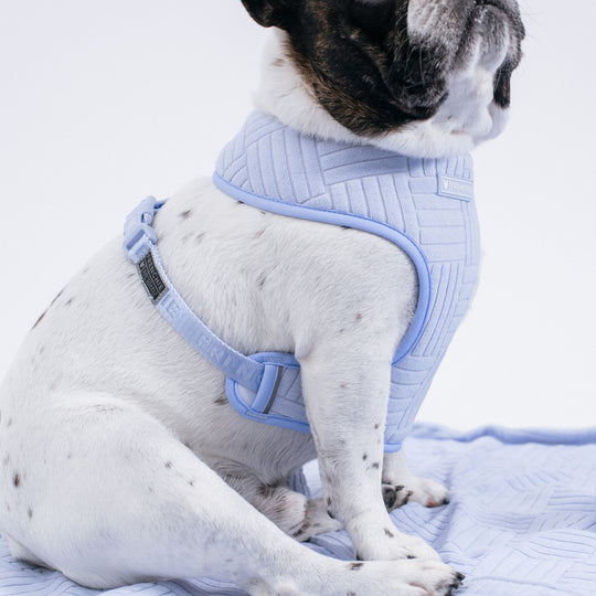 Frenchie Duo Reversible Harness - Terry- Blue