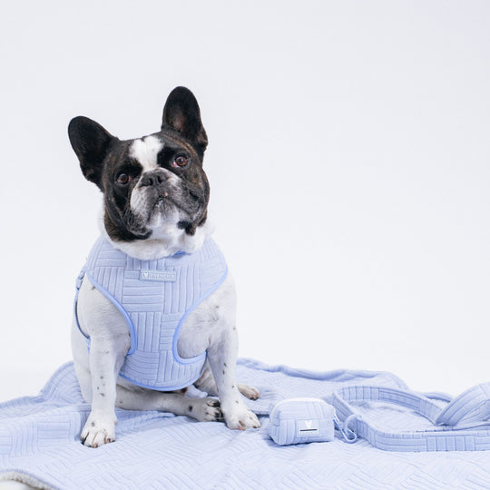 Frenchie Duo Reversible Harness - Terry- Blue