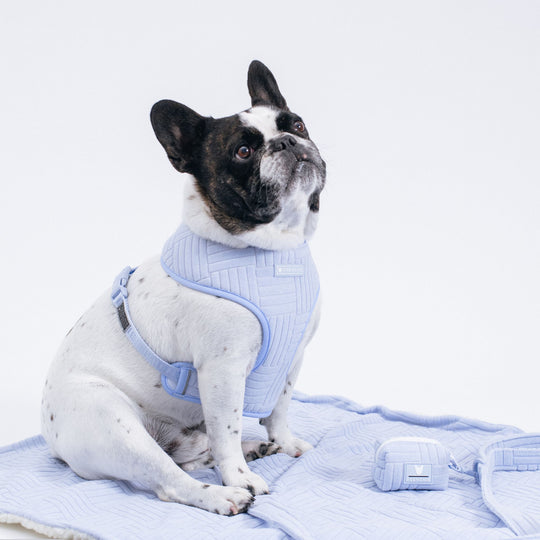 Frenchie Duo Reversible Harness - Terry- Blue