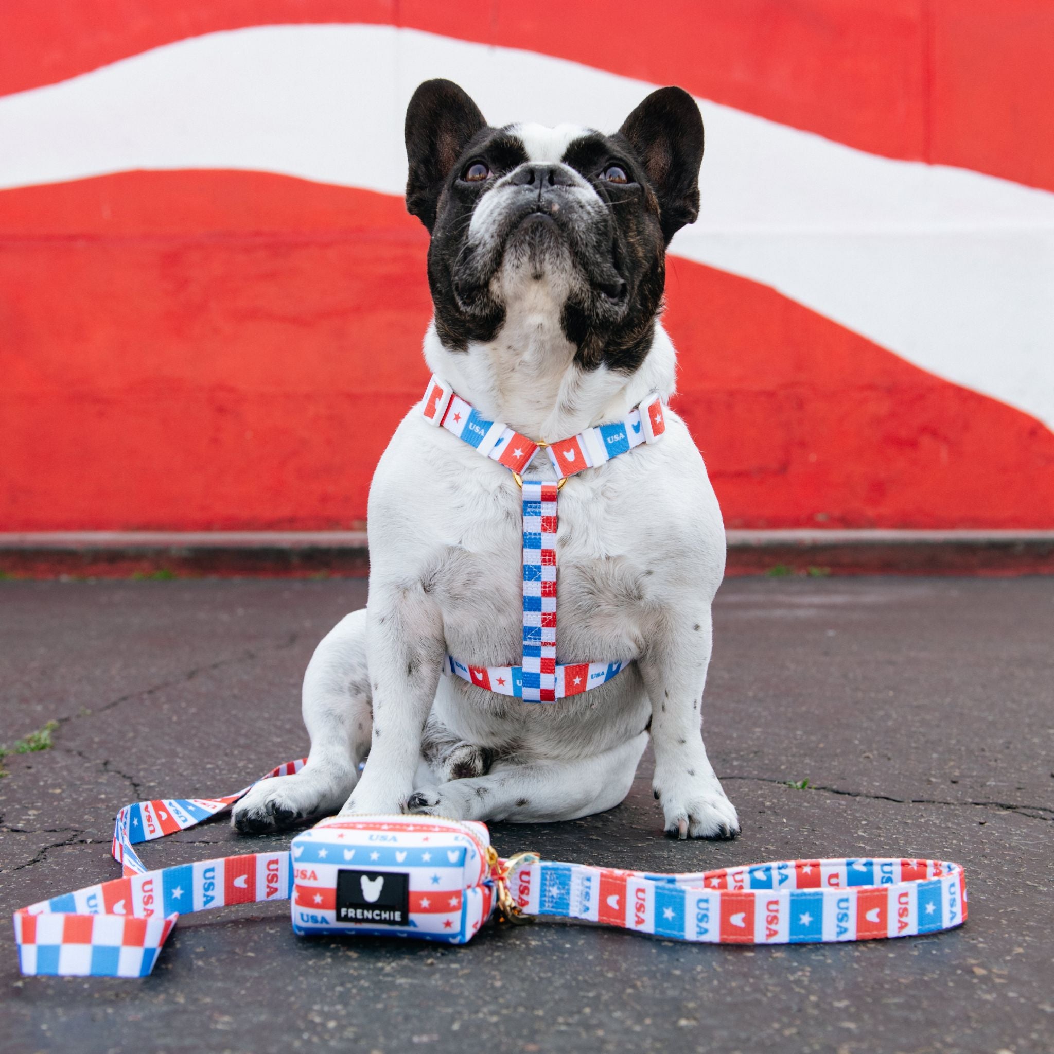 Frenchie Comfort Leash USA Frenchie Bulldog