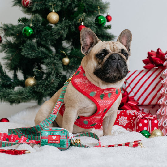 Frenchie Duo Reversible Harness - Ugly Sweater