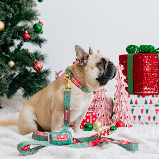 Frenchie Comfort Leash - Ugly Sweater