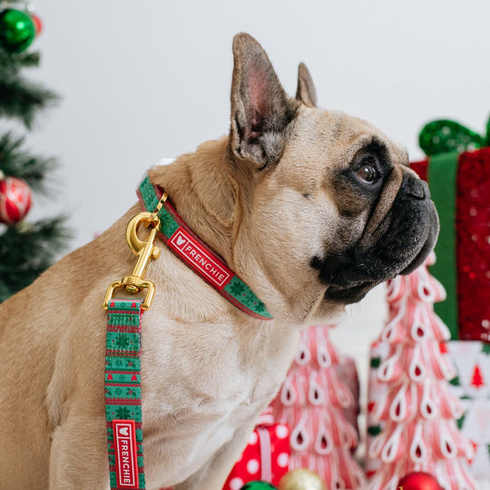 Frenchie Comfort Collar - Ugly Sweater