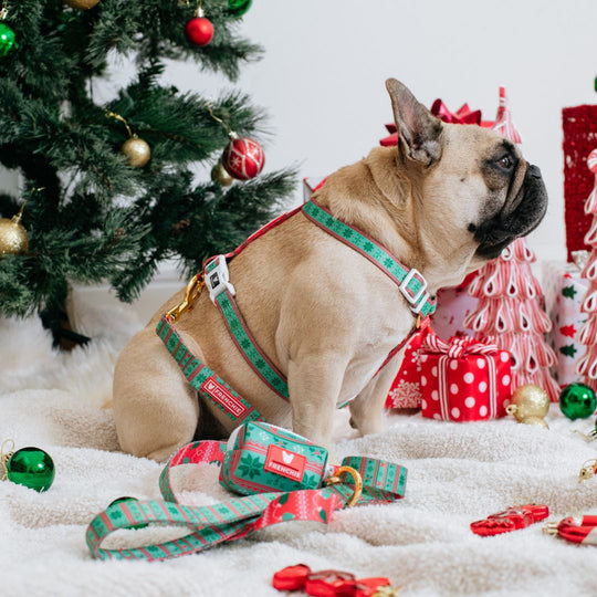 Frenchie Comfort Leash - Ugly Sweater