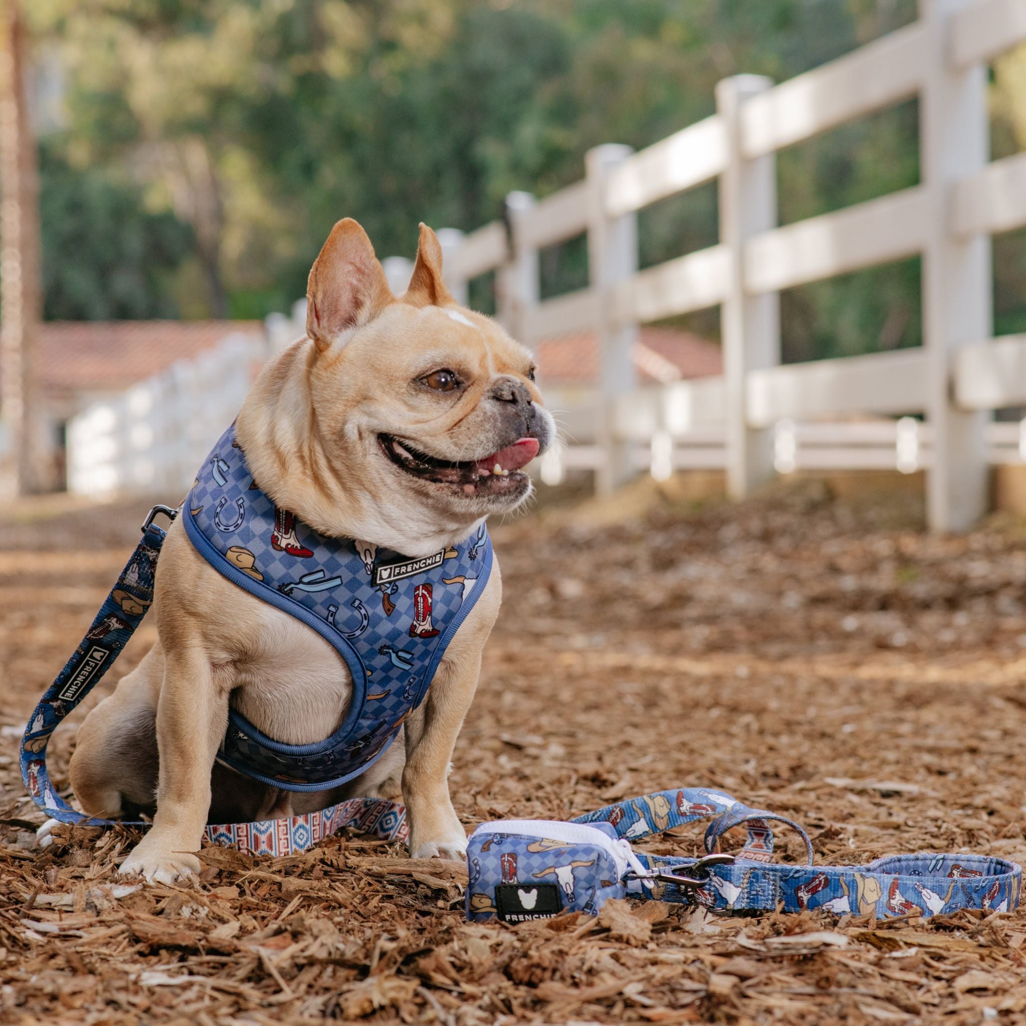 Frenchie duo best sale reversible harness