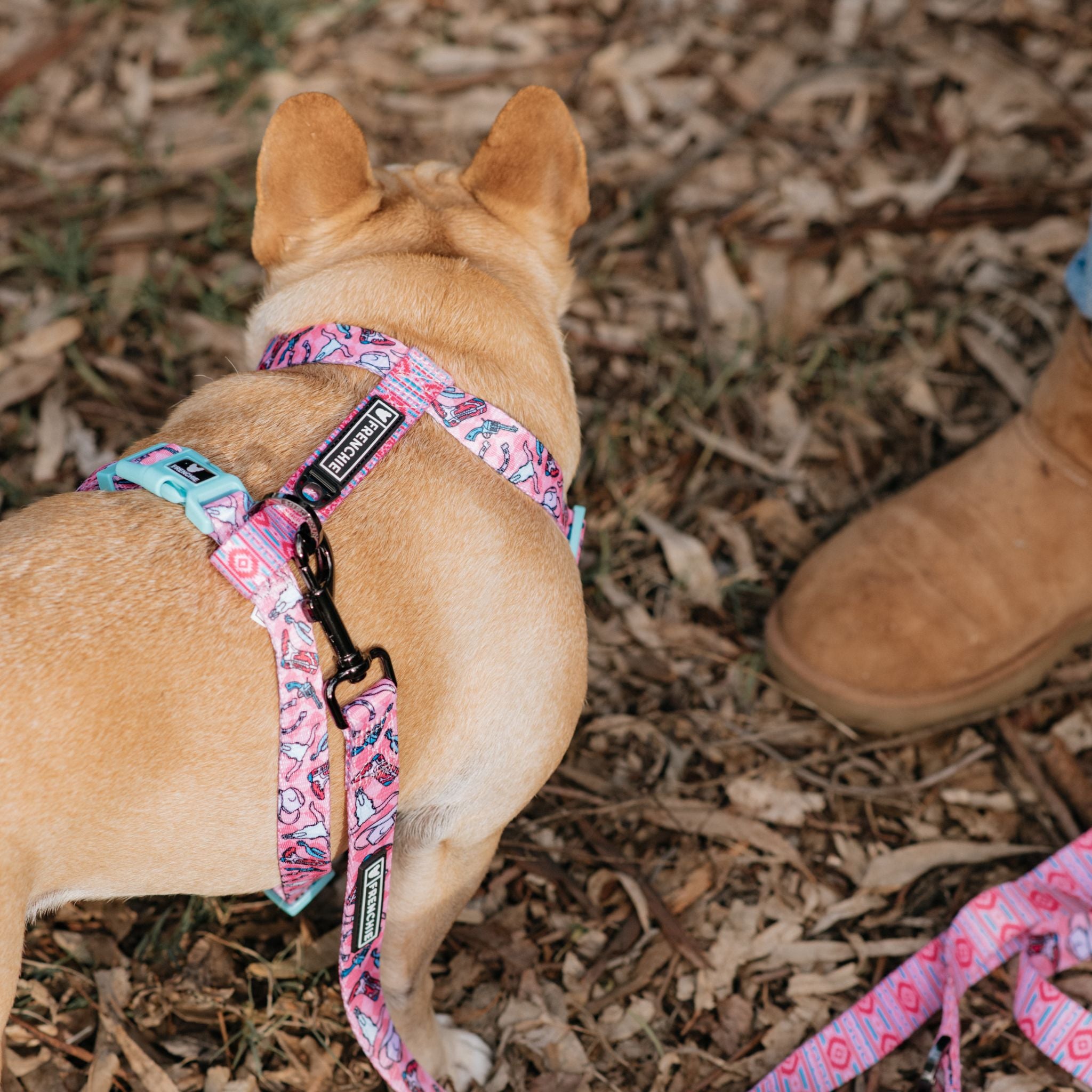 Frenchie bulldog harness for hot sale sale