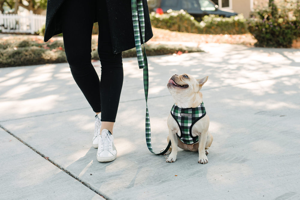 Frenchie Duo Reversible Harness - Emerald Plaid - Frenchie Bulldog - Shop Harnesses for French Bulldogs - Shop French Bulldog Harness - Harnesses for Pugs