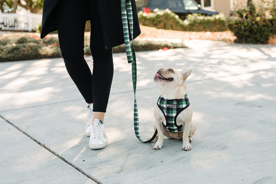 Frenchie Duo Reversible Harness - Emerald Plaid - Frenchie Bulldog - Shop Harnesses for French Bulldogs - Shop French Bulldog Harness - Harnesses for Pugs