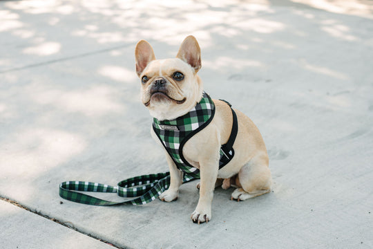 Frenchie Duo Reversible Harness - Emerald Plaid - Frenchie Bulldog - Shop Harnesses for French Bulldogs - Shop French Bulldog Harness - Harnesses for Pugs