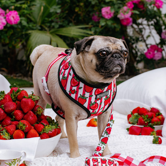Frenchie Duo Reversible Harness - Strawberry Fields