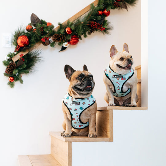 Matching Set- Frenchie Duo Reversible Harness and Comfort Leash- Deck the Halls