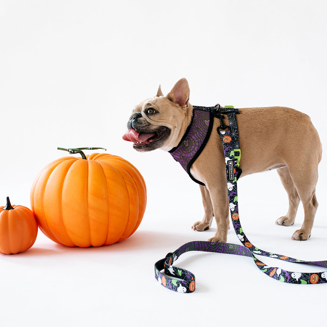 Matching Set- Frenchie Duo Reversible Harness and Comfort Leash- Trick or Treat