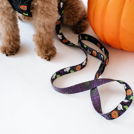 Matching Set- Frenchie Duo Reversible Harness and Comfort Leash- Trick or Treat