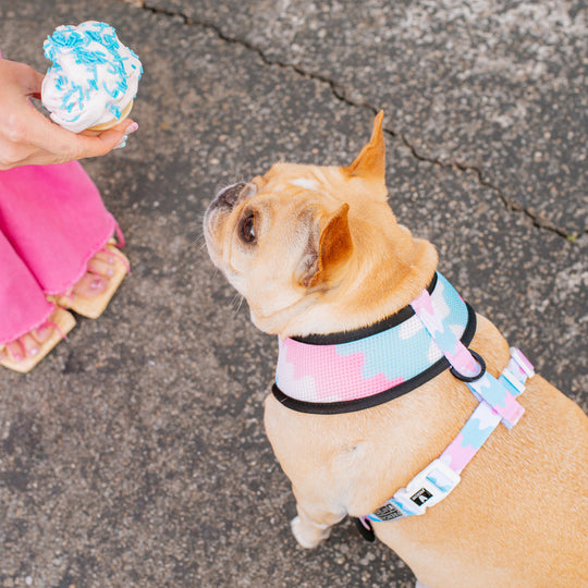 Frenchie Duo Reversible Harness - Double Scoop