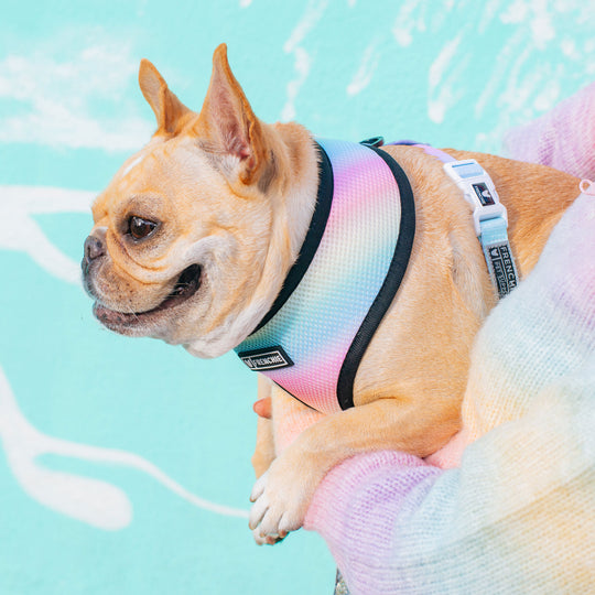 Frenchie Duo Reversible Harness - Pride Leo