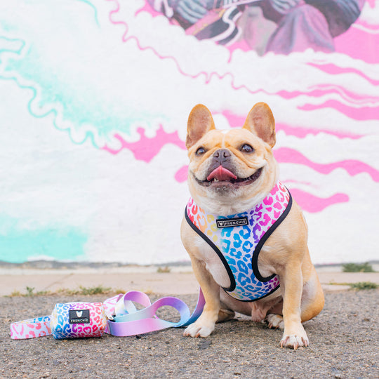 Frenchie Duo Reversible Harness - Pride Leo