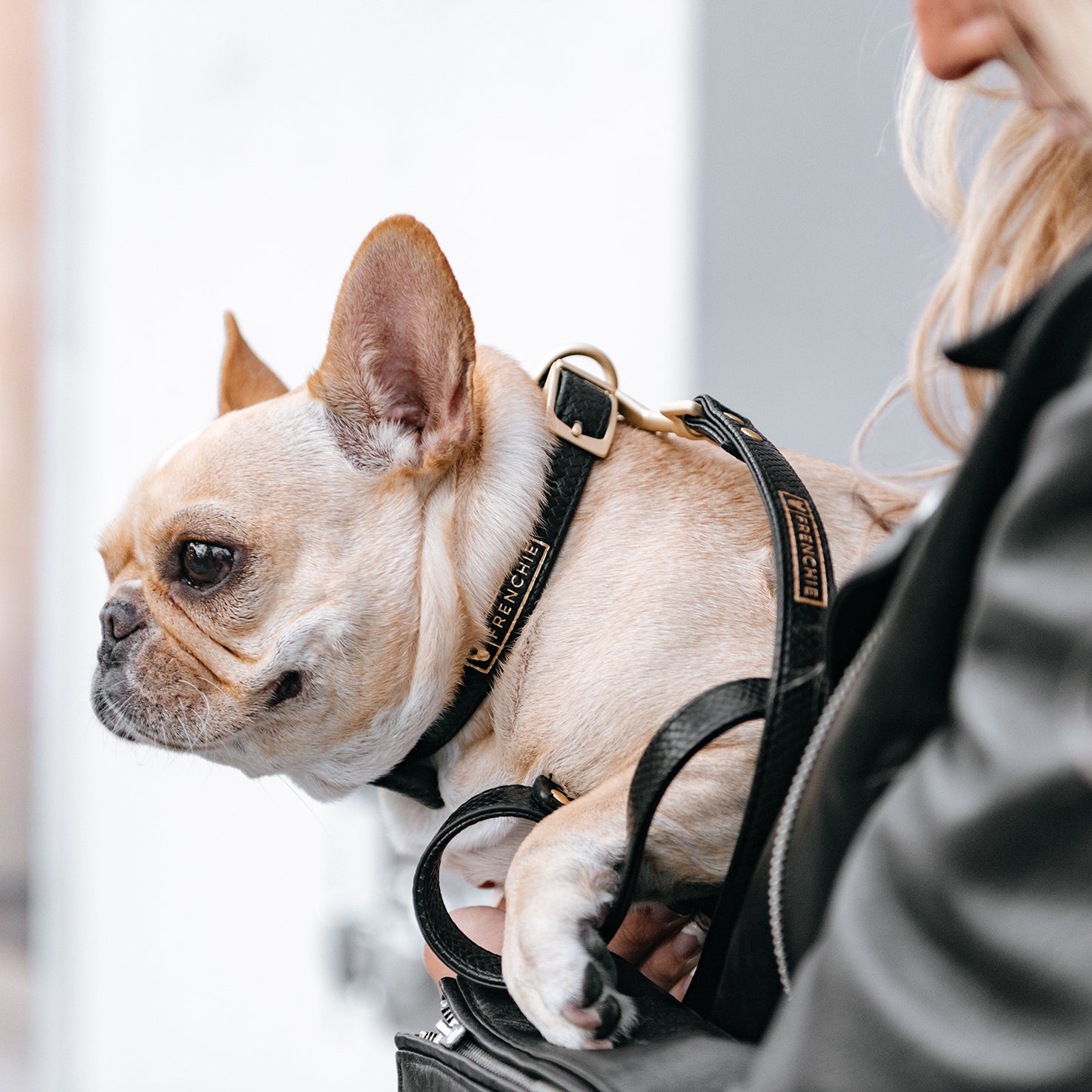French bulldog leather harness store