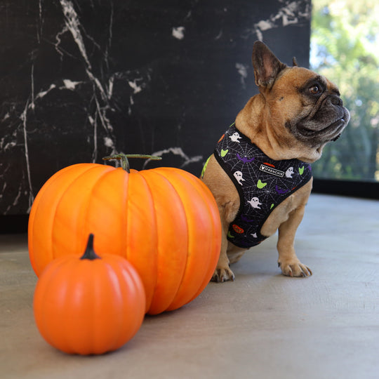 Matching Set- Frenchie Duo Reversible Harness and Comfort Leash- Trick or Treat