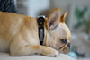 Frenchie Comfort Collar - Bad To The Bone – Frenchie Bulldog