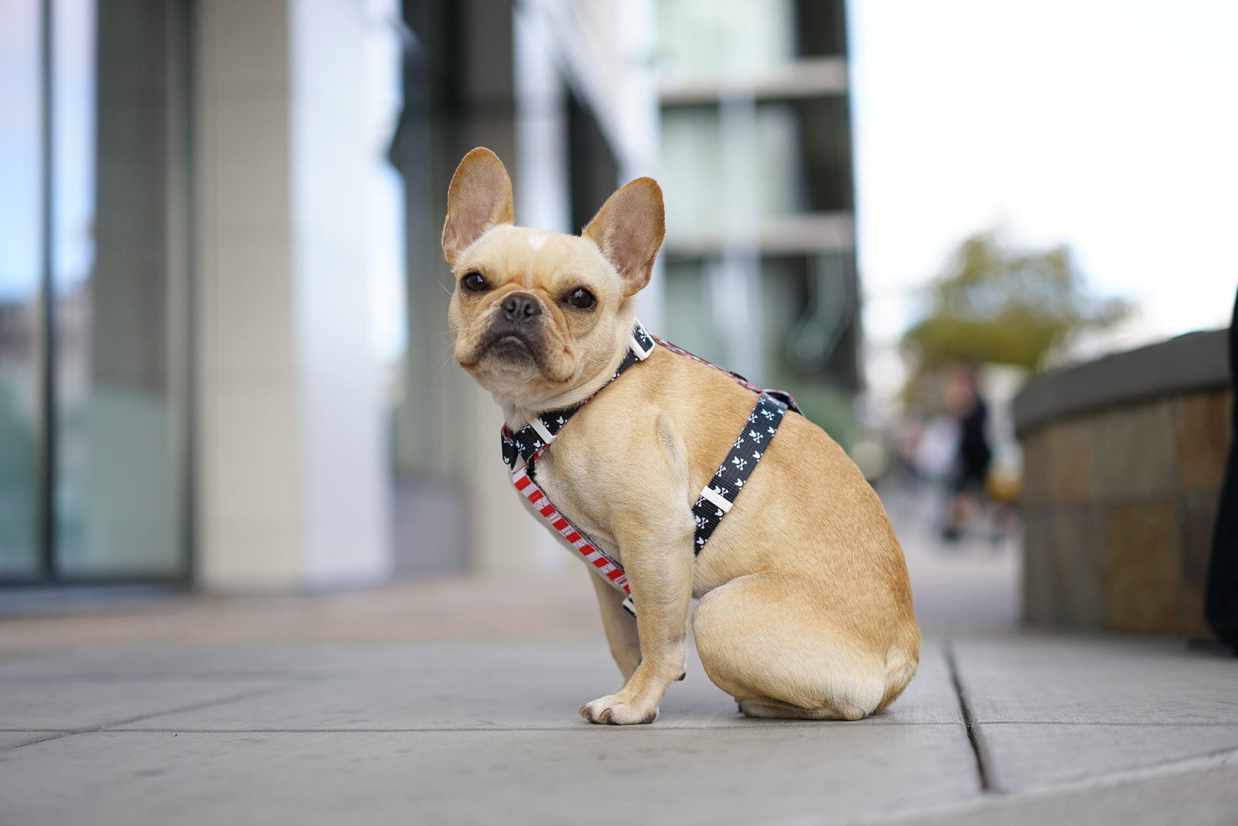 Frenchie Strap Harness - Bad to The Bone | Frenchie Bulldog | French Bulldog Accessories & Apparel