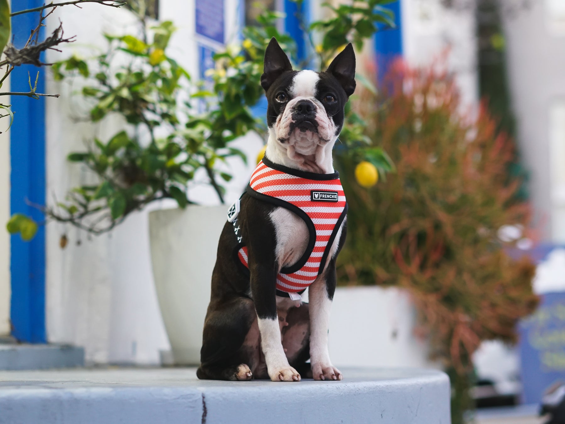 Frenchie Duo Reversible Harness - Knockout – Frenchie Bulldog