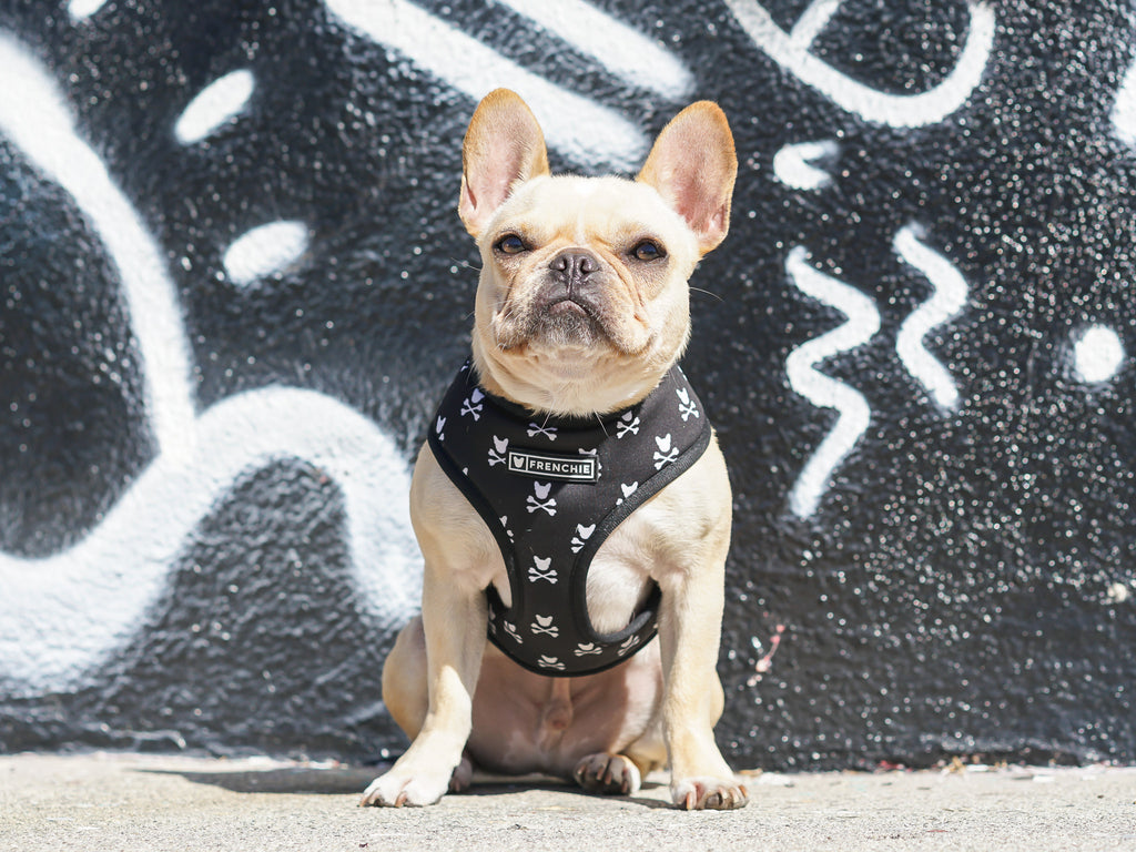 Frenchie Duo Reversible Harness - Bad To The Bone - Frenchie Bulldog - Shop Harnesses for French Bulldogs - Shop French Bulldog Harness - Harnesses for Pugs