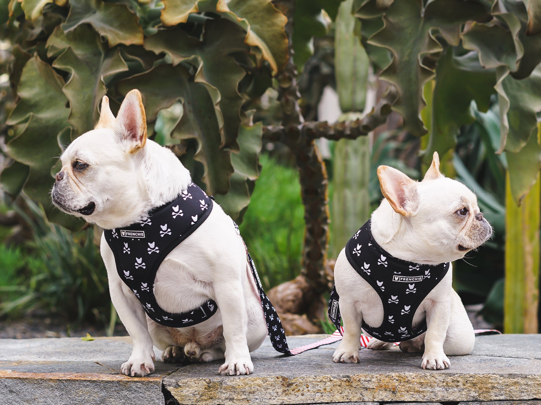 Spirit Paws Frenchie Duo Reversible Harness