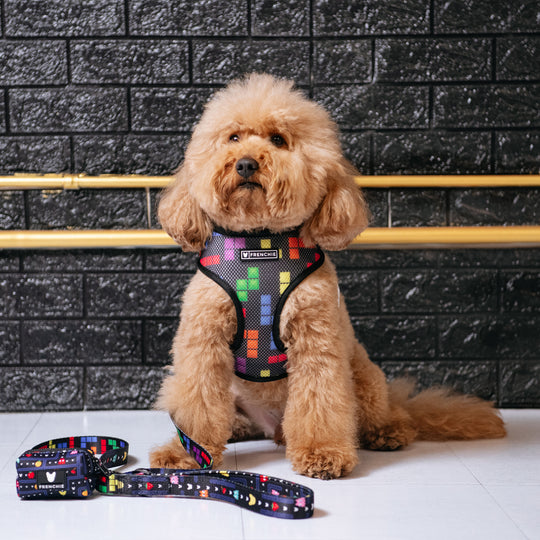 Frenchie Duo Reversible Harness - Arcade