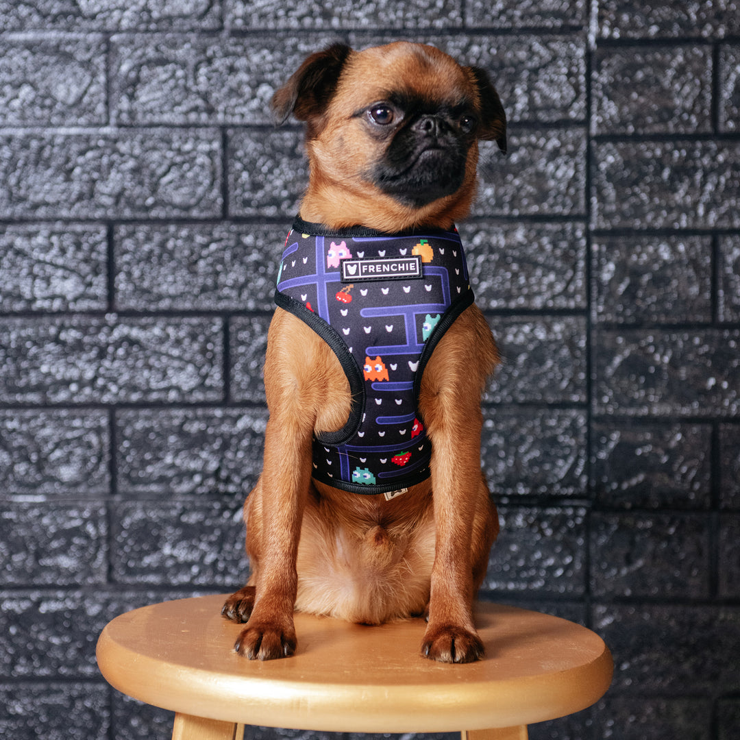 Frenchie Duo Reversible Harness - Knockout, S | Frenchie Bulldog | French Bulldog Accessories & Apparel