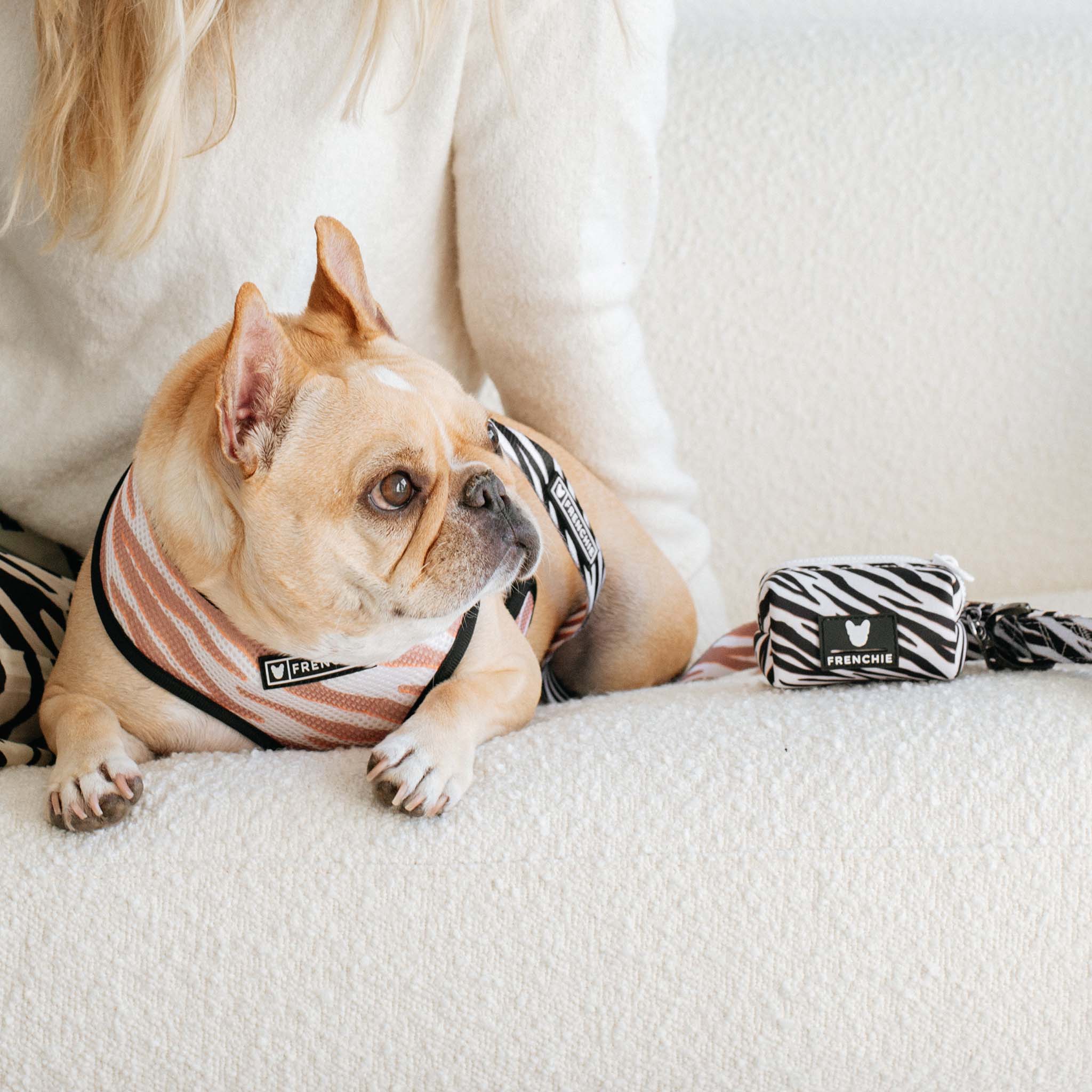 Zebra frenchie dog shops