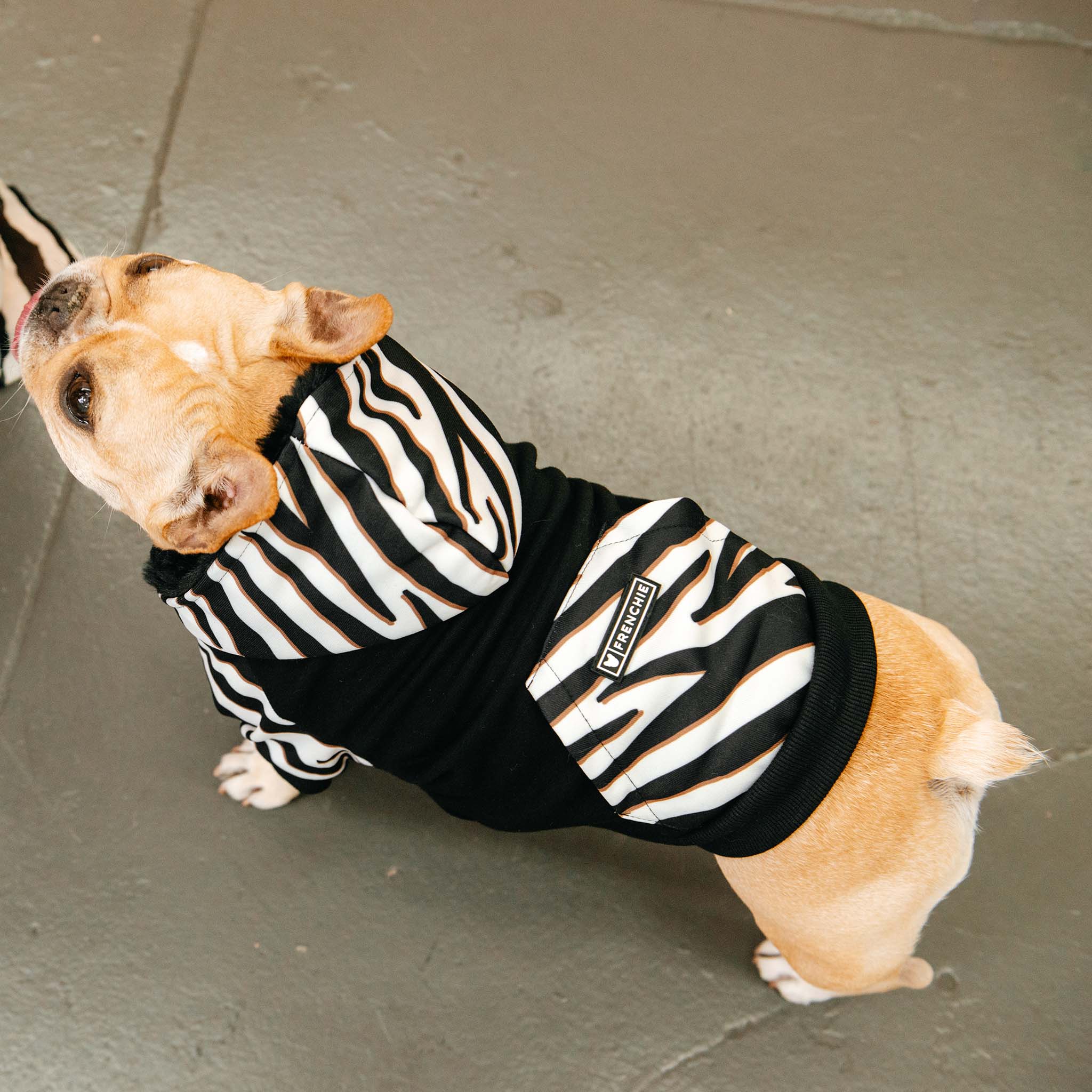 zebra dog costume