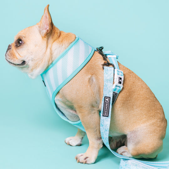 Frenchie Duo Reversible Harness - Blue Drip Skull