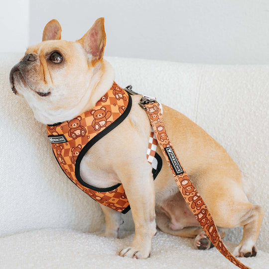 Frenchie Duo Reversible Harness - Teddy Bear