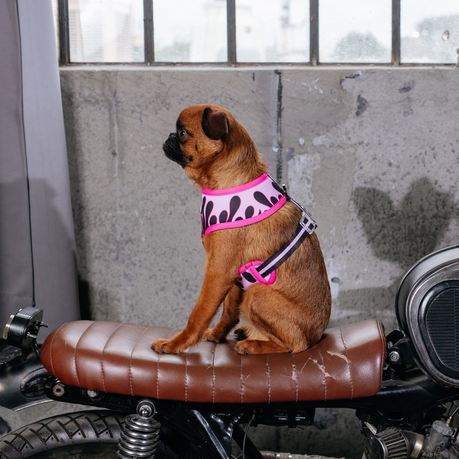 Frenchie Duo Reversible Harness - Knockout – Frenchie Bulldog