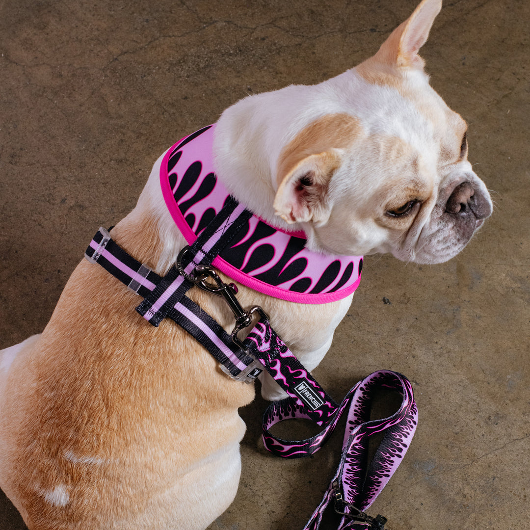 Frenchie Duo Reversible Harness - Flames (Pink), S | Frenchie Bulldog | French Bulldog Accessories & Apparel