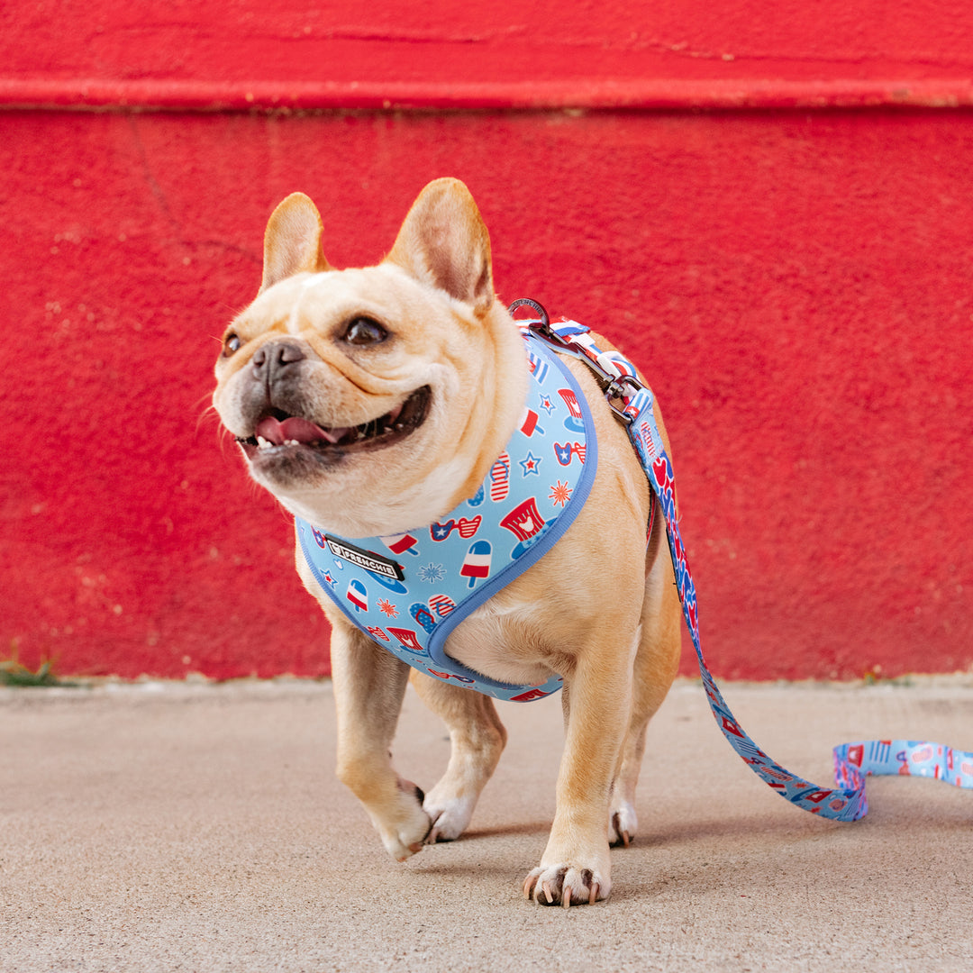 Frenchie Duo Reversible Harness - Party in the USA