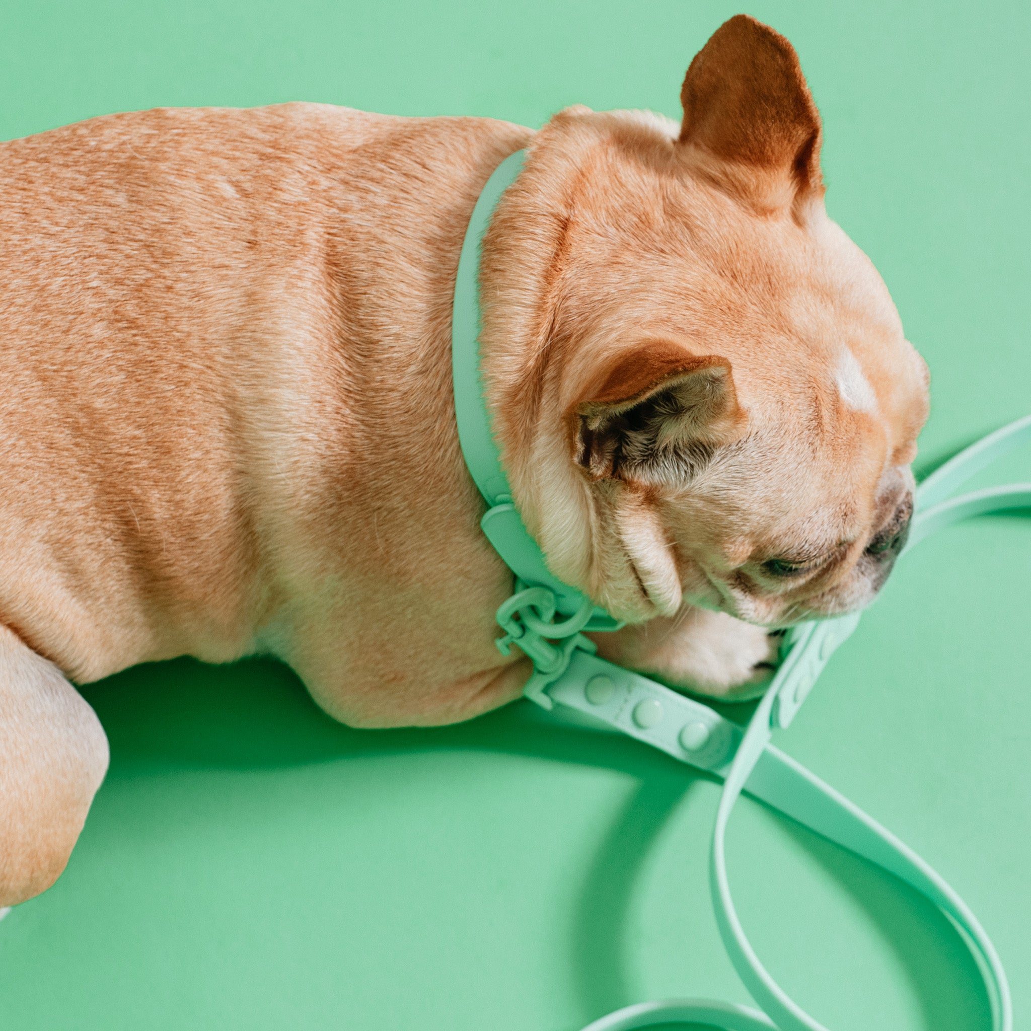 Frenchie Waterproof Collar Mint Green