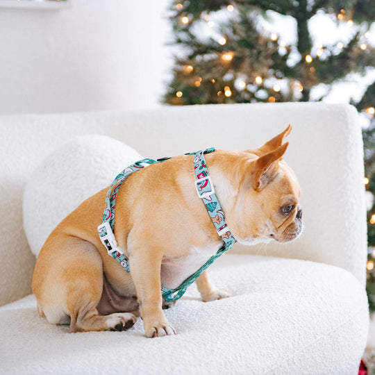 Frenchie Strap Harness - Mistletoe