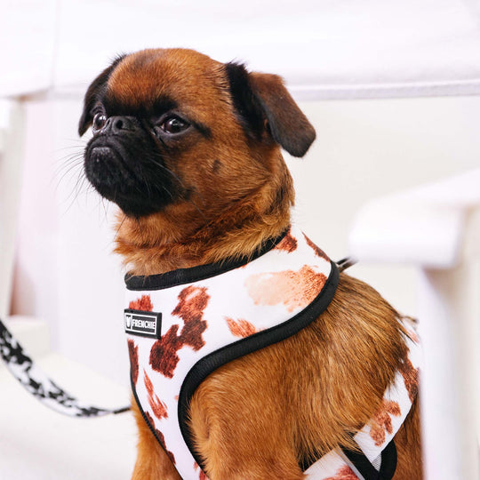 Frenchie Duo Reversible Harness - Moo