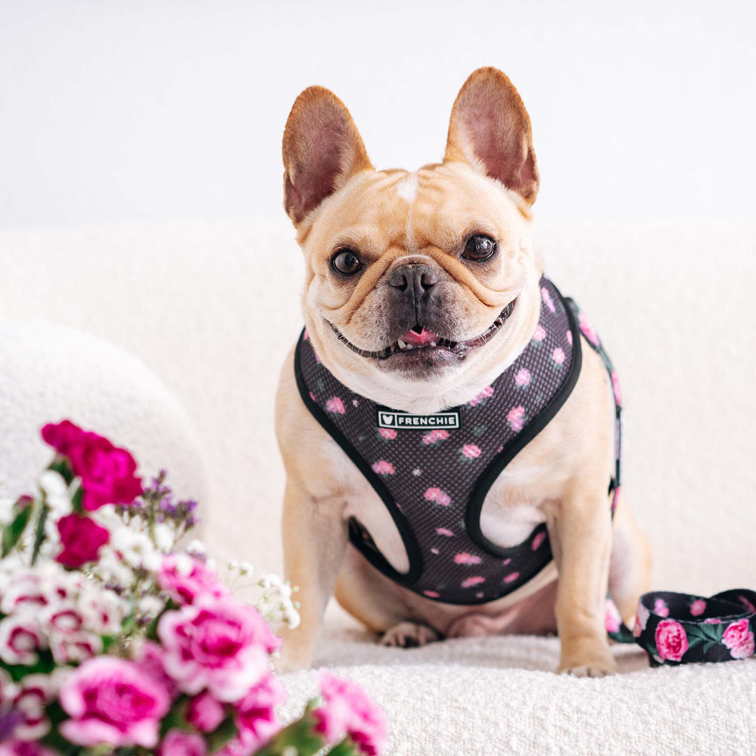 Frenchie Duo Reversible Harness - Moody Floral