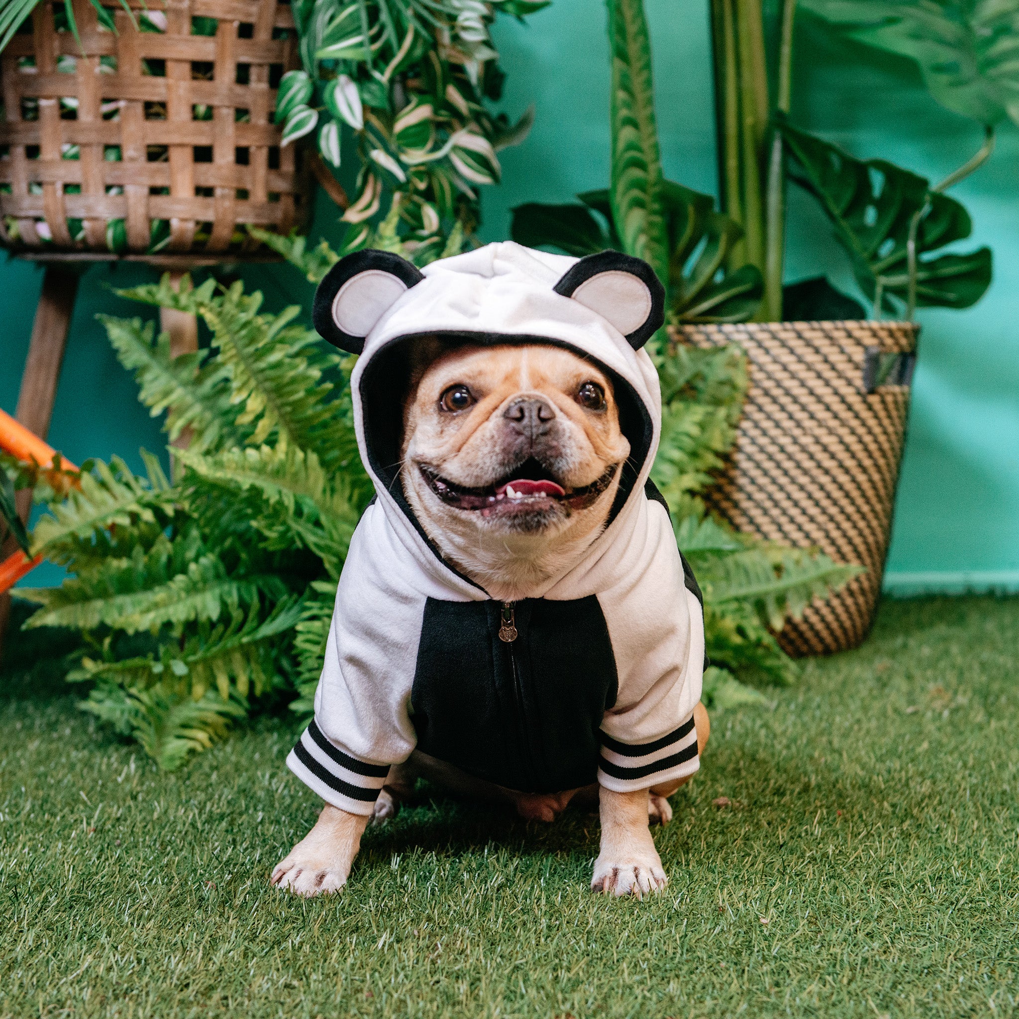 Bear Dog Hoodie 