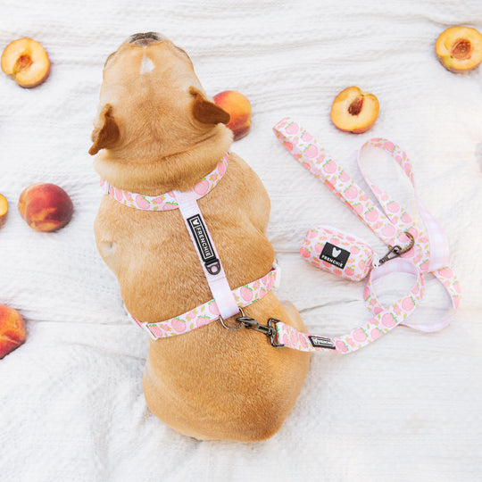 Frenchie Strap Harness - Peaches