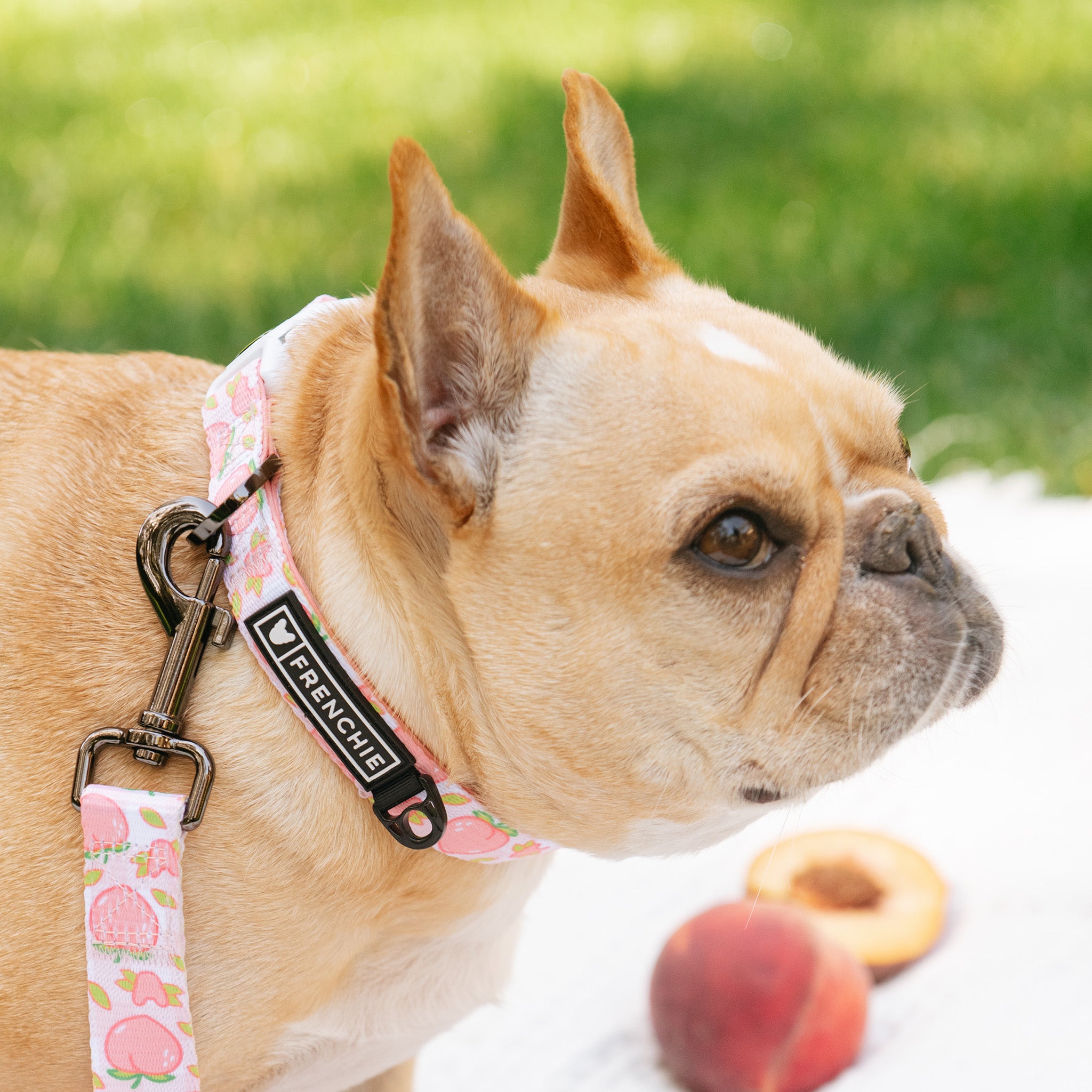 Frenchie Comfort Collar Peaches Frenchie Bulldog French Bulldog Accessories Apparel