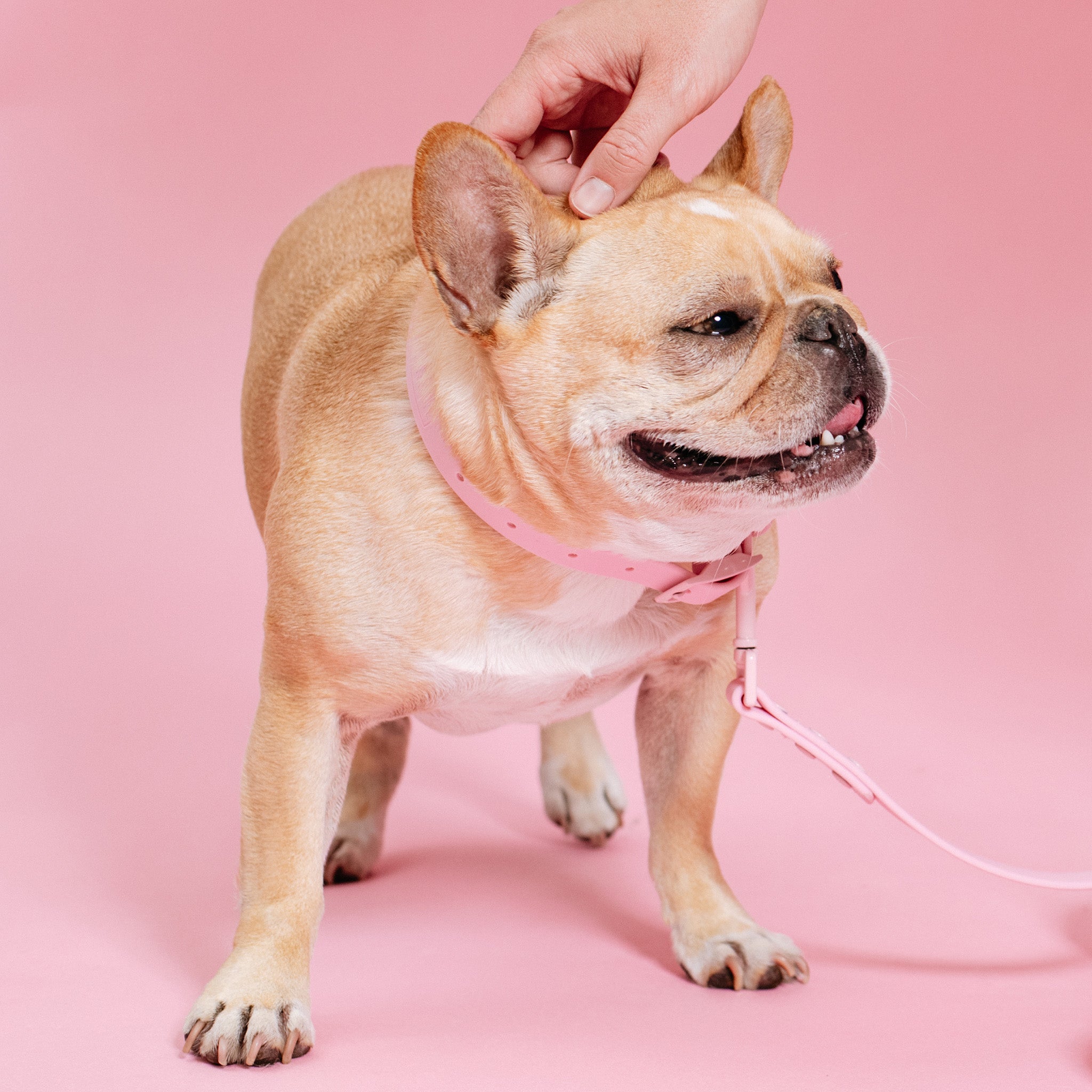 French bulldog collar and lead online